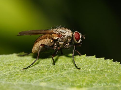 Dave Griffiths_2_Fly