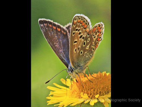 John Dennis_2_Common Blue Butterfly