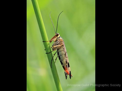 John Dennis_4_Scorpion Fly