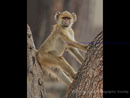 John Dennis_6_Young Baboon