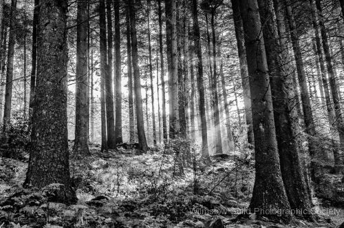 PAT SAWAS_3_Dappled Forest light