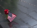 Dave Griffiths_2_911 Memorial Birthday Rose